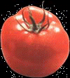 Tomate
