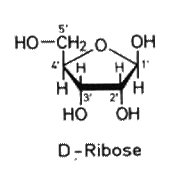 Ribose