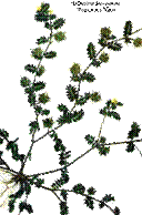 Tribulus terrestris